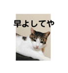 とらです、使ってね。（個別スタンプ：4）