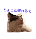 とらです、使ってね。（個別スタンプ：5）