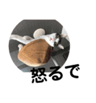 とらです、使ってね。（個別スタンプ：11）