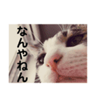 とらです、使ってね。（個別スタンプ：15）