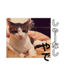 とらです、使ってね。（個別スタンプ：17）