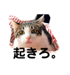 とらです、使ってね。（個別スタンプ：18）