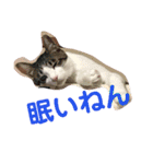 とらです、使ってね。（個別スタンプ：19）