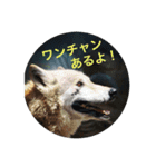 動物スタンプ〜夏の動物たち（個別スタンプ：1）