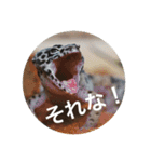 動物スタンプ〜夏の動物たち（個別スタンプ：9）