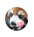 動物スタンプ〜夏の動物たち（個別スタンプ：12）