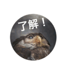 動物スタンプ〜夏の動物たち（個別スタンプ：15）