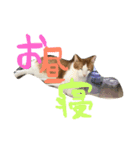 ハチワレ猫ネイマール（個別スタンプ：5）