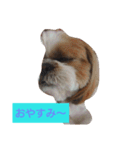 ココとななでご挨拶（個別スタンプ：2）