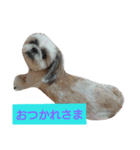 ココとななでご挨拶（個別スタンプ：4）