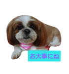 ココとななでご挨拶（個別スタンプ：11）