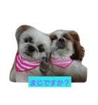 ココとななでご挨拶（個別スタンプ：13）