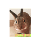うさぎの茶太郎スタンプ（個別スタンプ：3）