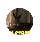 うさぎの茶太郎スタンプ（個別スタンプ：6）