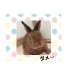 うさぎの茶太郎スタンプ（個別スタンプ：10）