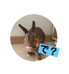 うさぎの茶太郎スタンプ（個別スタンプ：11）