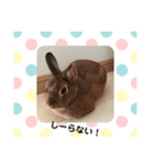 うさぎの茶太郎スタンプ（個別スタンプ：12）