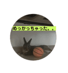 うさぎの茶太郎スタンプ（個別スタンプ：15）