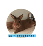 うさぎの茶太郎スタンプ（個別スタンプ：16）