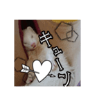 LOVE ferret2（個別スタンプ：2）