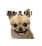 ぼく、トイ（個別スタンプ：1）
