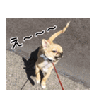 ぼく、トイ（個別スタンプ：6）