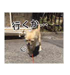 ぼく、トイ（個別スタンプ：7）