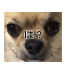 ぼく、トイ（個別スタンプ：10）