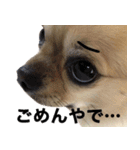 ぼく、トイ（個別スタンプ：13）