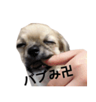 ぼく、トイ（個別スタンプ：16）
