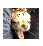 ぼく、トイ（個別スタンプ：19）