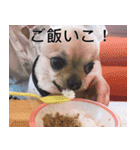 ぼく、トイ（個別スタンプ：23）