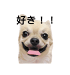 ぼく、トイ（個別スタンプ：24）