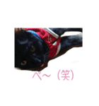 愛猫 ジジたん（個別スタンプ：1）