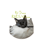 愛猫 ジジたん（個別スタンプ：2）
