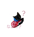 愛猫 ジジたん（個別スタンプ：7）