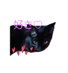 愛猫 ジジたん（個別スタンプ：10）