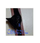 愛猫 ジジたん（個別スタンプ：11）