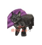 愛猫 ジジたん（個別スタンプ：12）