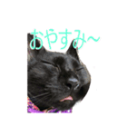 愛猫 ジジたん（個別スタンプ：16）