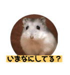 愛し癒しのハムスターズ（個別スタンプ：1）
