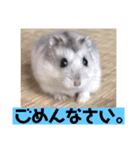 愛し癒しのハムスターズ（個別スタンプ：2）