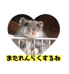 愛し癒しのハムスターズ（個別スタンプ：3）