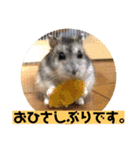 愛し癒しのハムスターズ（個別スタンプ：5）