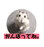 愛し癒しのハムスターズ（個別スタンプ：7）