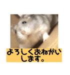 愛し癒しのハムスターズ（個別スタンプ：9）