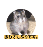 愛し癒しのハムスターズ（個別スタンプ：11）
