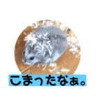 愛し癒しのハムスターズ（個別スタンプ：12）