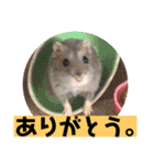 愛し癒しのハムスターズ（個別スタンプ：15）