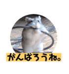 愛し癒しのハムスターズ（個別スタンプ：16）